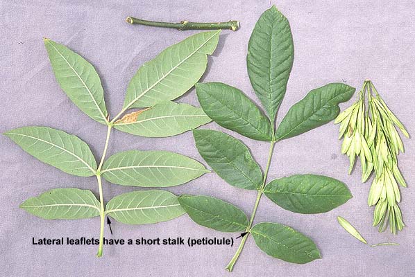 Oregon Ash Tree (Fraxinus latifolia) Leaves and fruit.