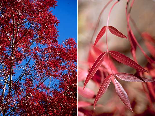 Raywood ash tree (Fraxinus angustifolia 'Raywood') red leaves and foliage.