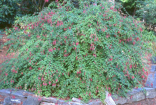 Image of Fuchsia magellanica plant