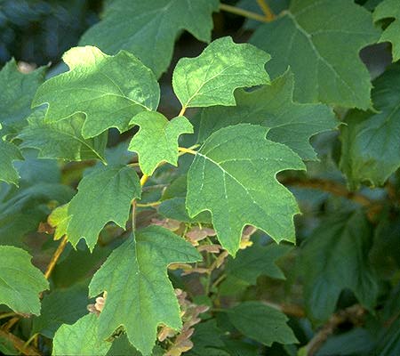 Image of Hydrangea quercifolia leaf