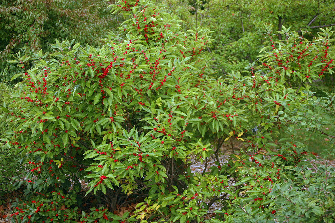 Winter Red Winterberry, Ilex