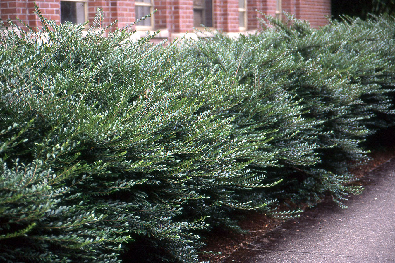 Image of Lonicera pileata shrub in winter