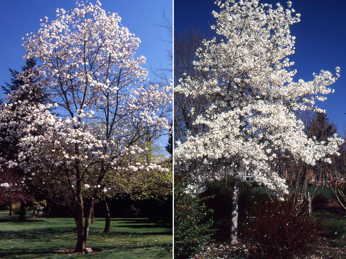 Magnolia kobus  Landscape Plants  Oregon State University