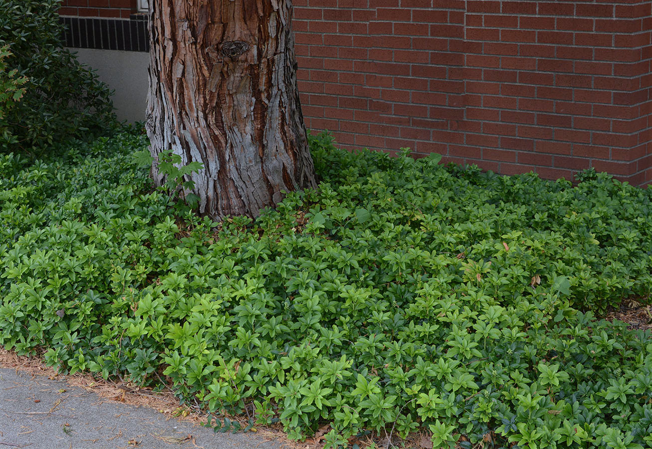 Image of Japanese Pachysandra ground cover
