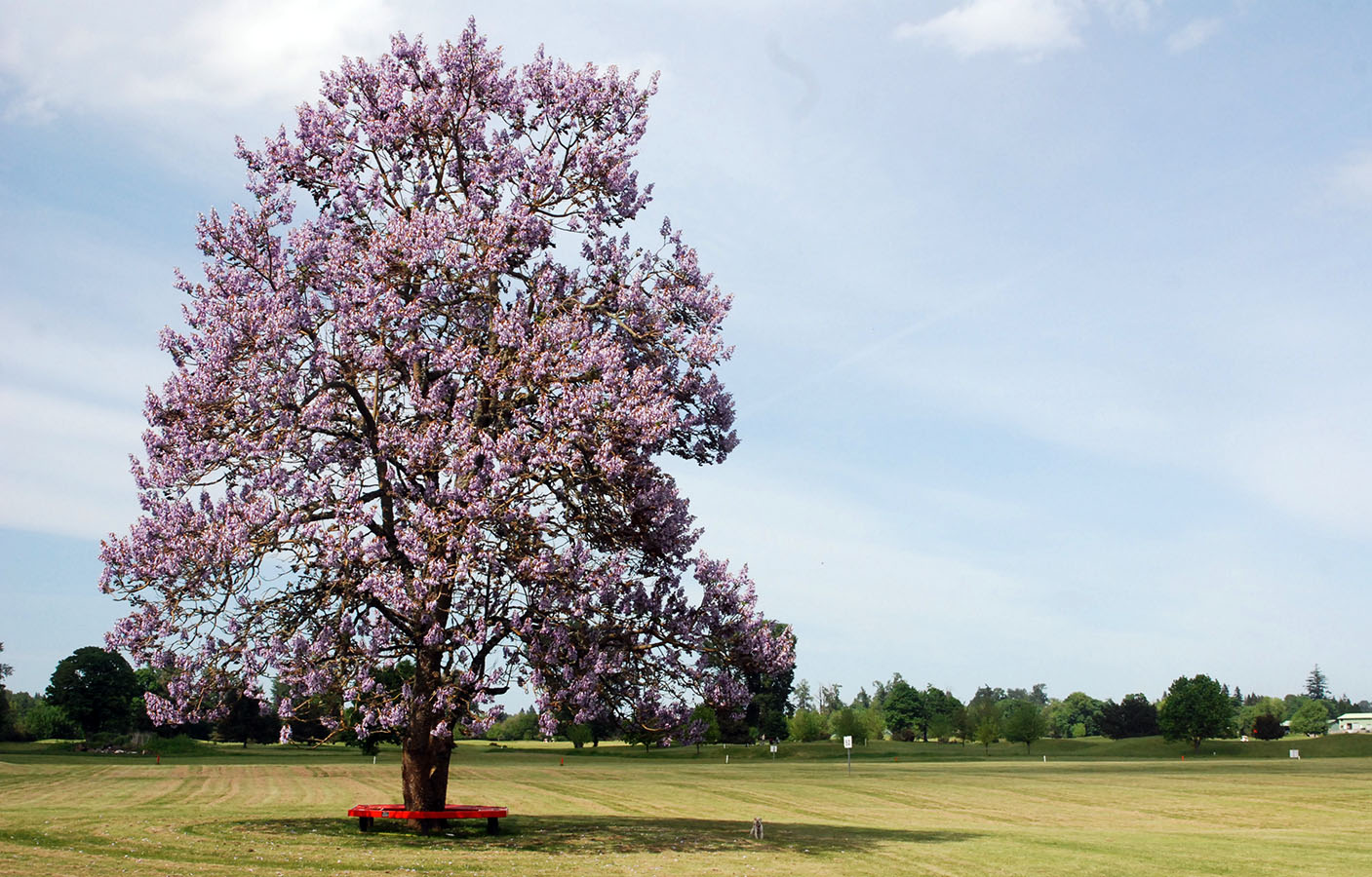 Paulownia tomentosa - Princess tree, Empress Tree - Ouriques Farm