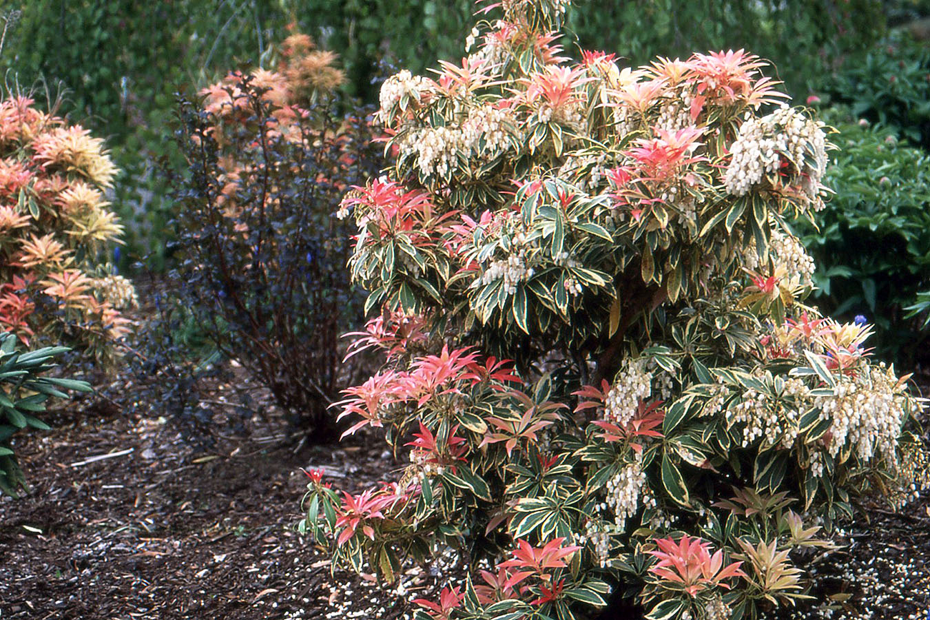 Image of Pieris Flaming Silver in a landscape
