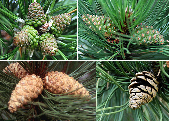 Image of Jade cone pine (Pinus thunbergii 'Jade Cone') shrub