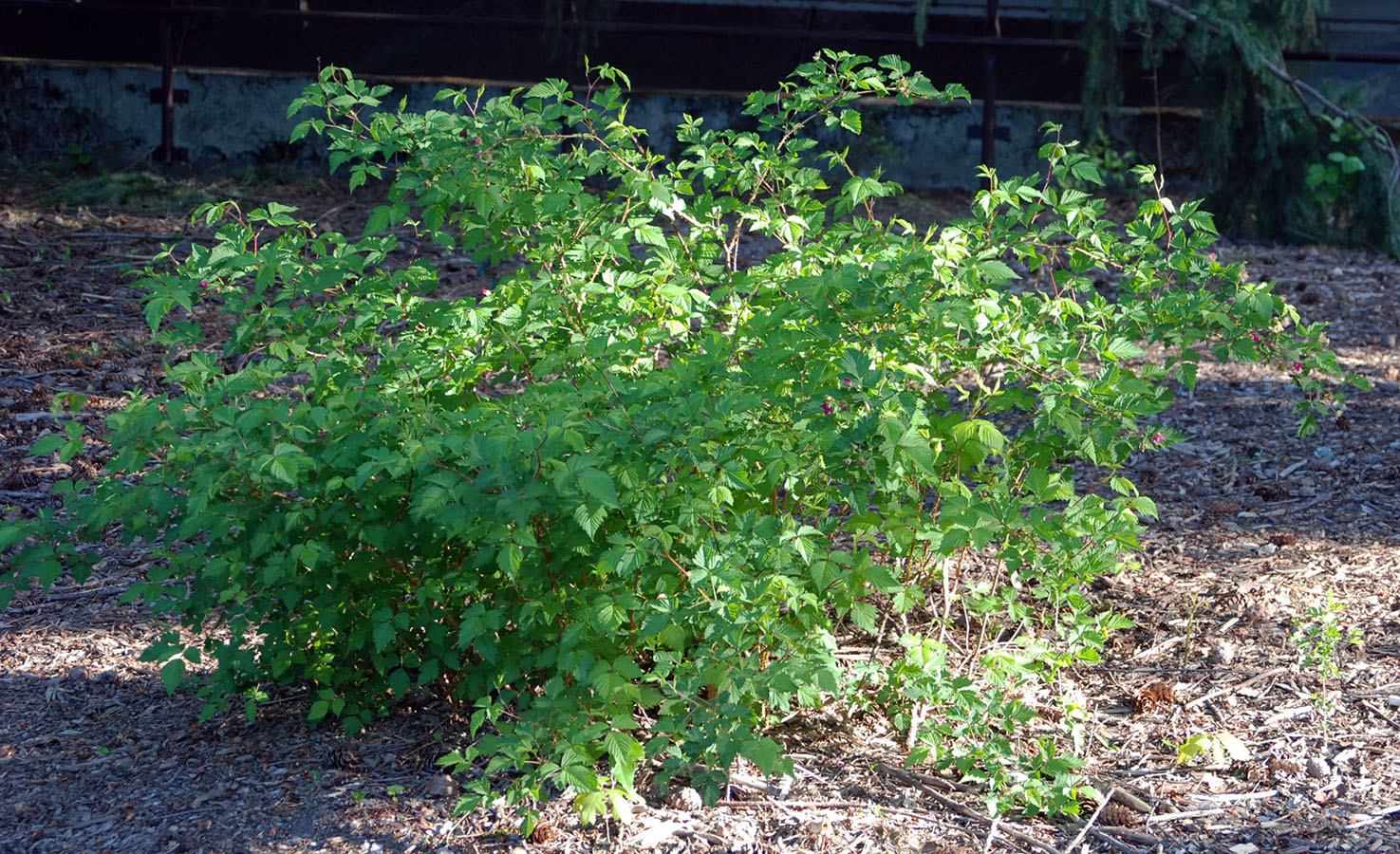 Rubus spectabilis Landscape Plants Oregon State University