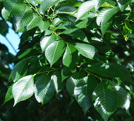 Image result for triumph elm tree