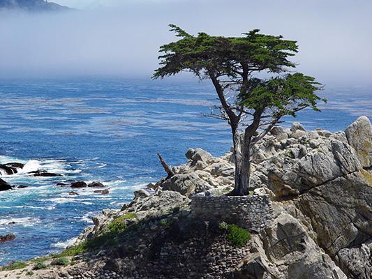 Lone Cypress at Cypress Point, Pebble Beach
