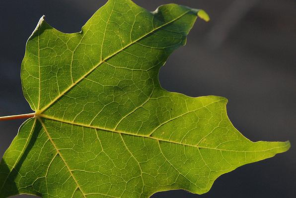 Leaf, underside