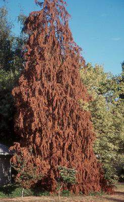 dead tree, result of attacked by a root rot fungus