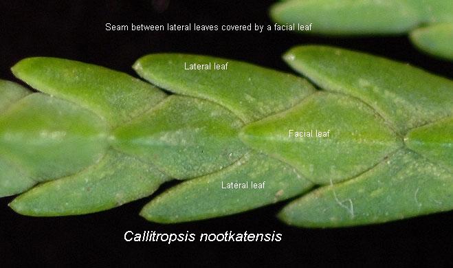 Callitropsis nootkatensis