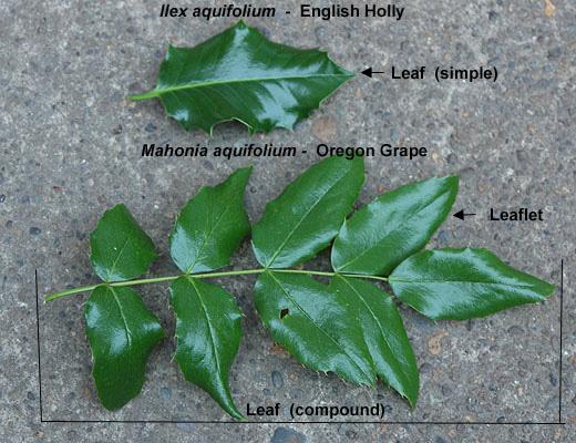 leaf and leaflet comparison