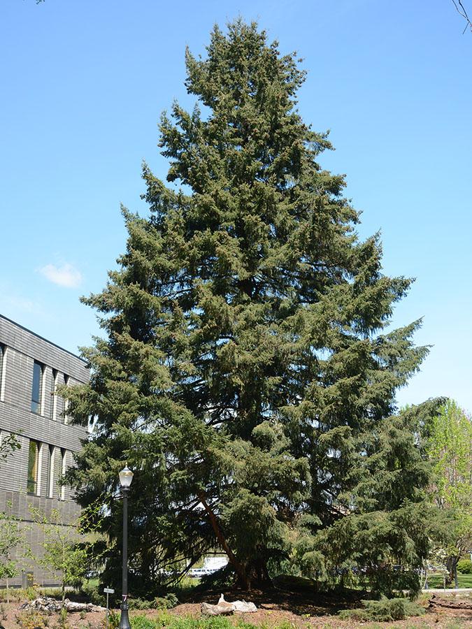 Moon Tree: Pseudotsuga menziesii (Douglas-fir)