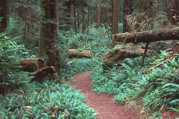 typical redwood forest understory   