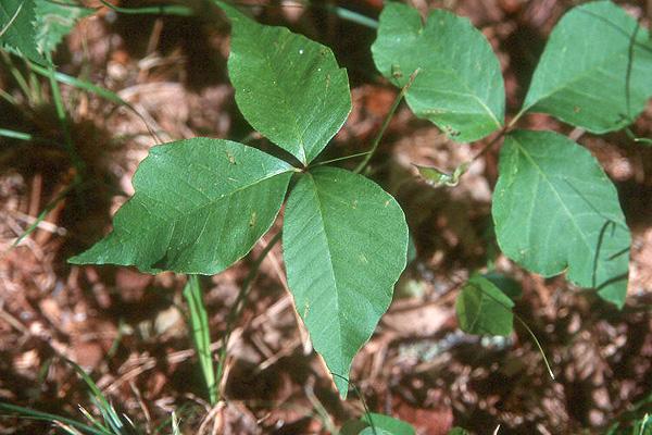 Toxicodendron radicans - Poison Ivy