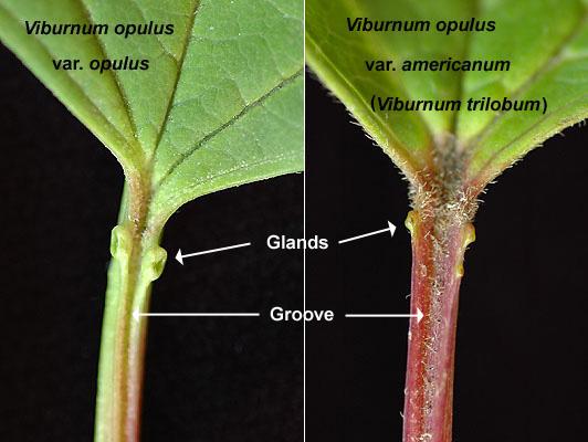 petiole, comparison