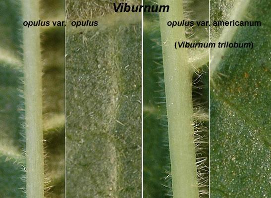 leaf underside, comparison