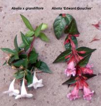 flowering shoots