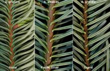 base of needles and attachment, comparison