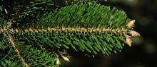 branchlet, needles