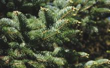 branches