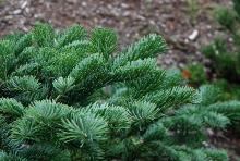 branchlets