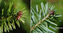 needles and terminal bud