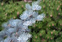branch
