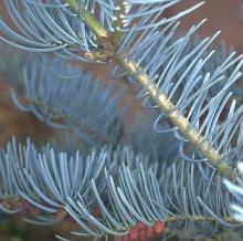 needles