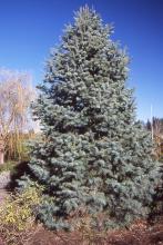 plant habit