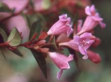 flower cluster