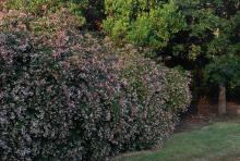 plant habit, flowering