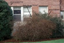 plant habit, winter defoliation