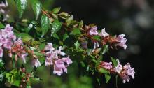 leaves and flowers
