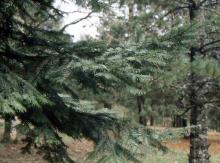 branch