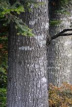 trunk, bark
