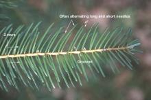 branchlet