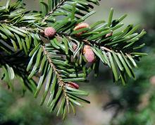 leaves and pollen cones, spring