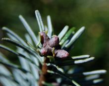 twig tip, dormant buds