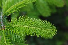 new growth
