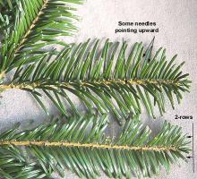 branchlets