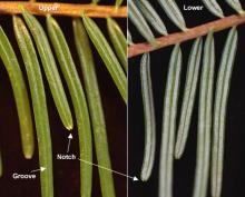needles, upper and lower