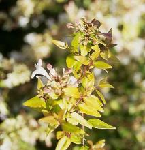 leaves and flower