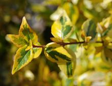 leaves