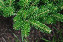 branchlets, needles branchlets, needles