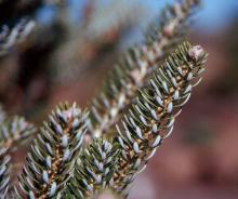 branchlets, needles
