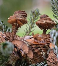 disintegrating cones