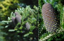 maturing cones